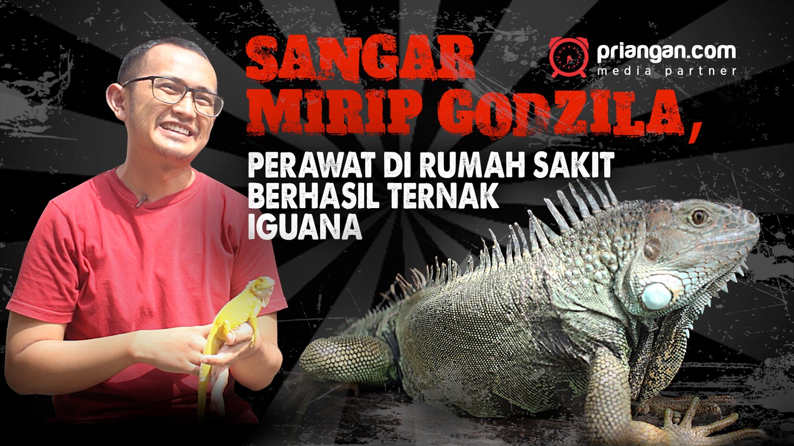 Sangar Mirip Godzilla, Perawat di Rumah Sakit Berhasil Ternak Iguana