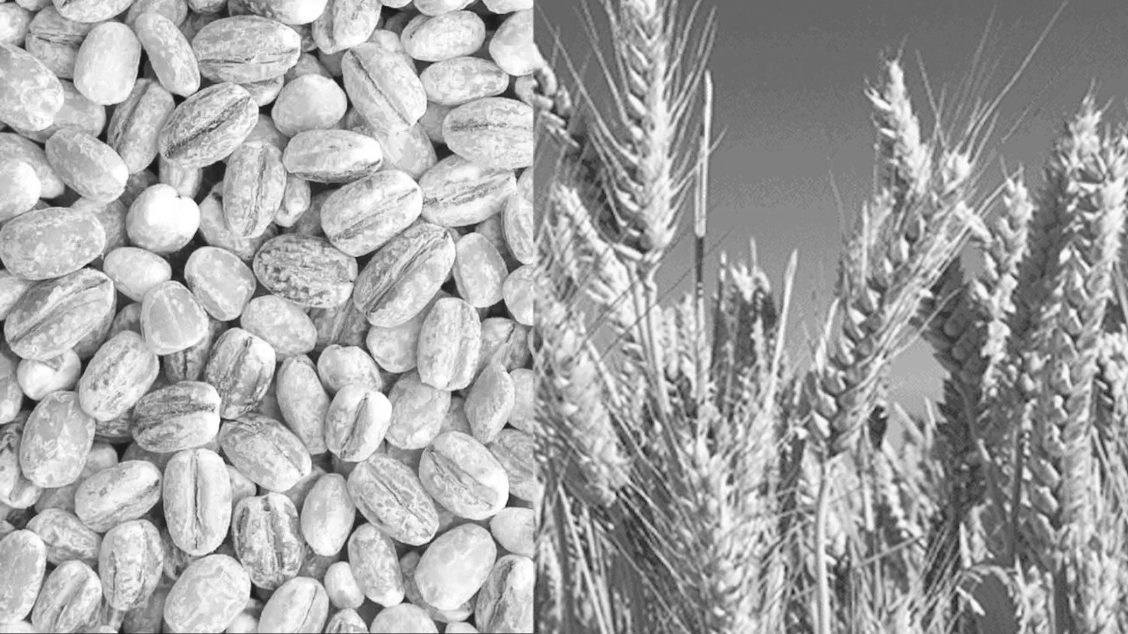 Gandum dan Barley, Media yang Digunakan Bangsa Mesir Kuno untuk Cek Kehamilan