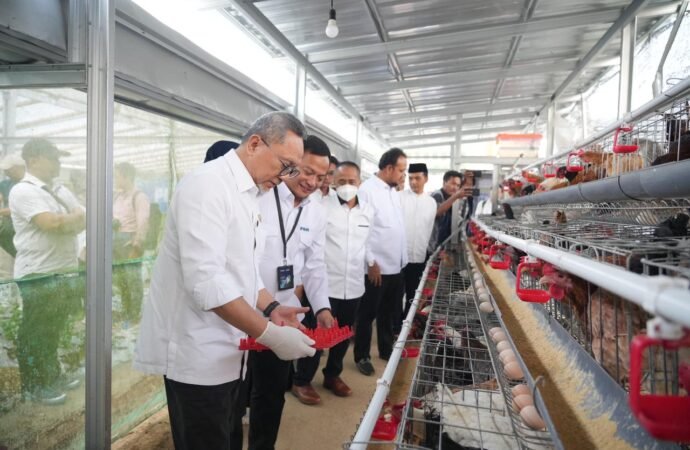 Menko Pangan Panen Brokoli dan Telur di Kopeng, Puji Pemberdayaan PNM