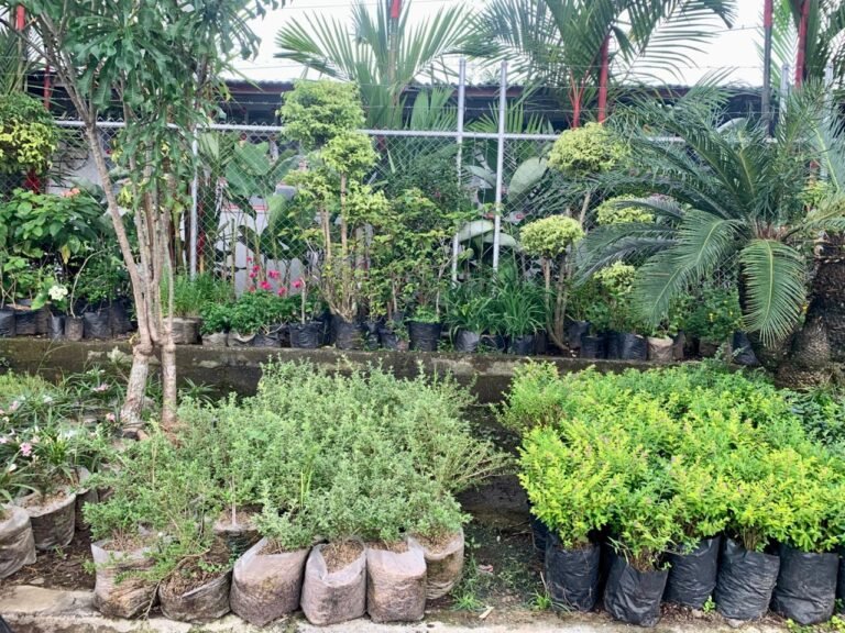 Daerah Pancasila Kian Dikenal sebagai Sentra Bunga Terbesar di Kota Tasikmalaya